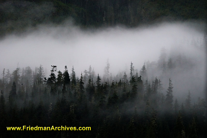 forest,trees,nature,moisture,clouds,floating,smoke,snow,mountains,landscape,